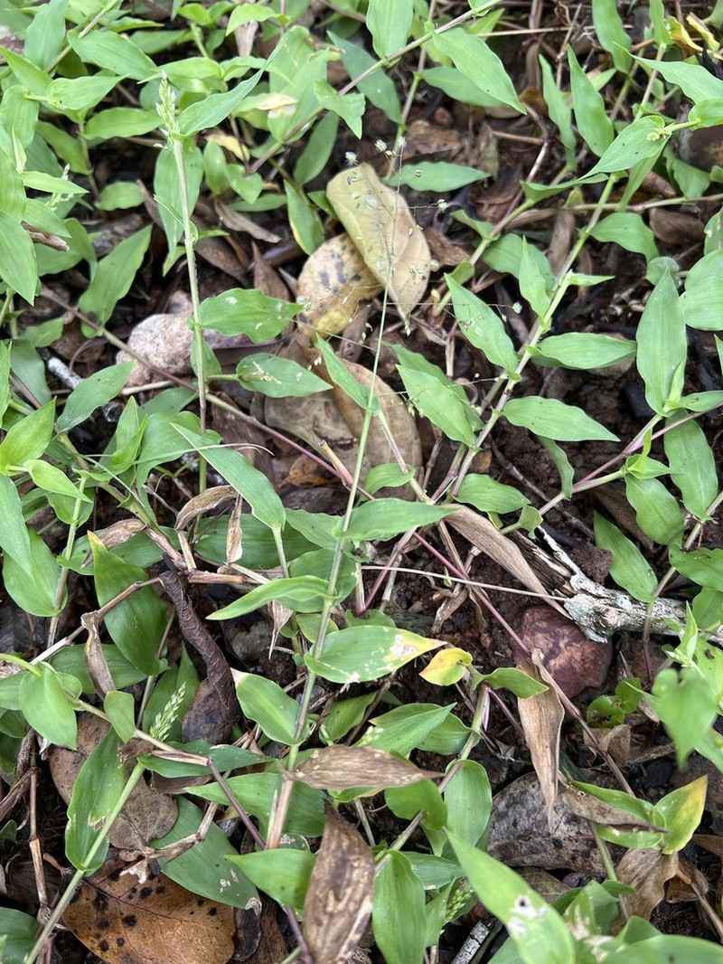 Panicum laticomum photo 5