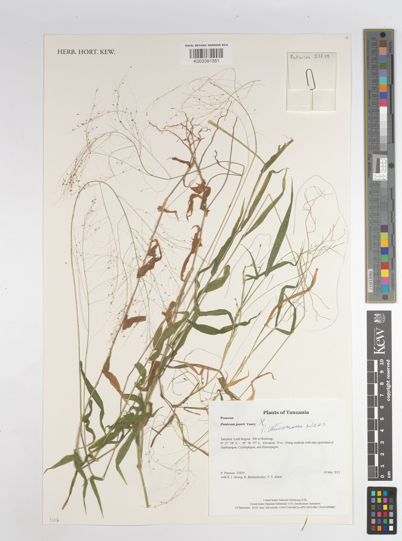 Panicum laticomum photo 7