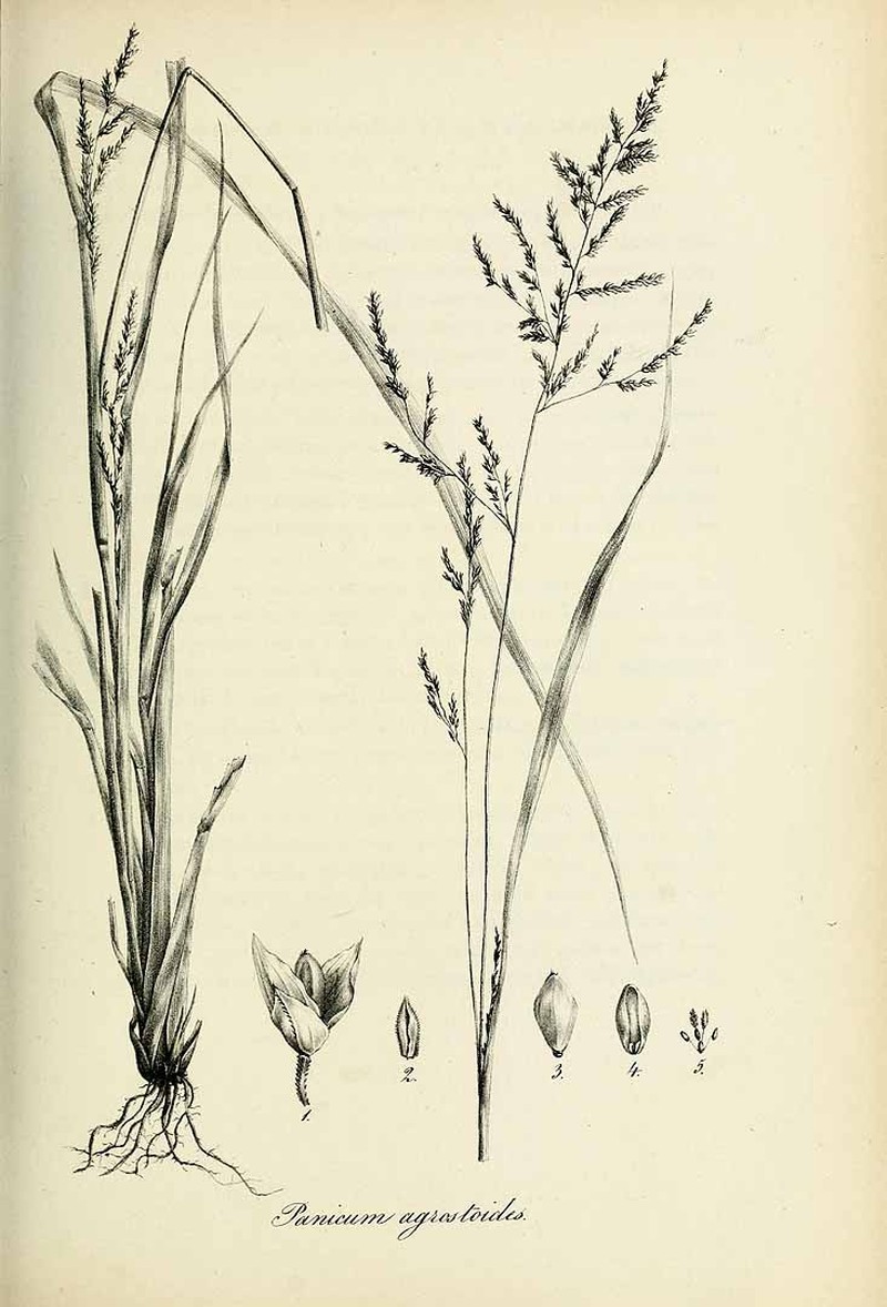 Lax Panicgrass photo 2