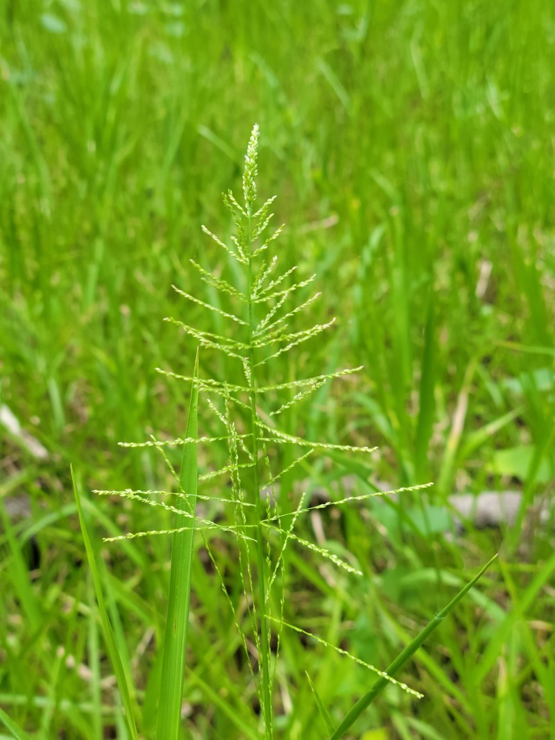 Lax Panicgrass photo 3