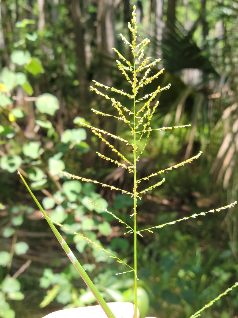 Lax Panicgrass photo 4