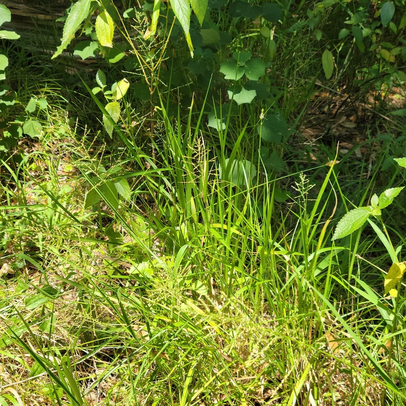 Lax Panicgrass photo 5