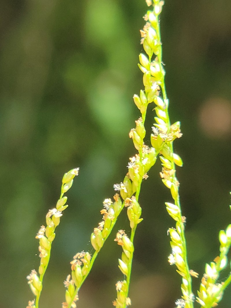 Lax Panicgrass photo 6