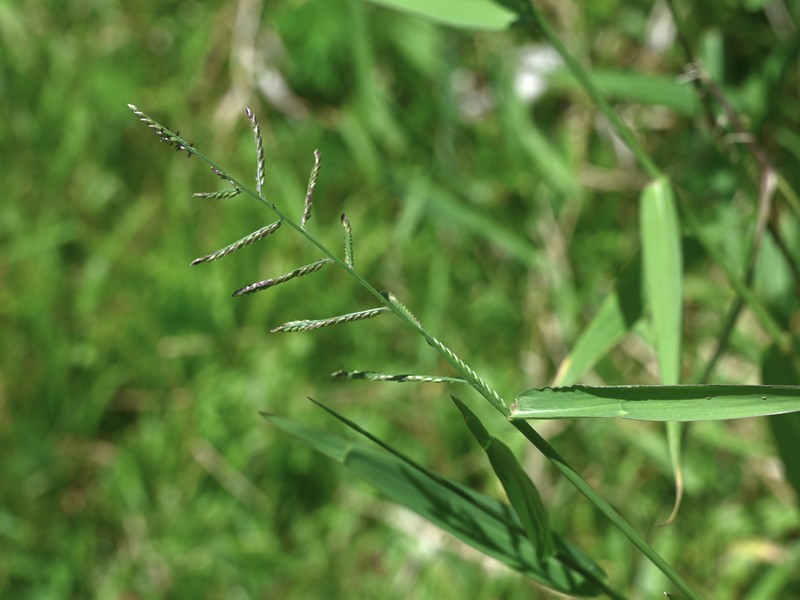 Lax Panicgrass