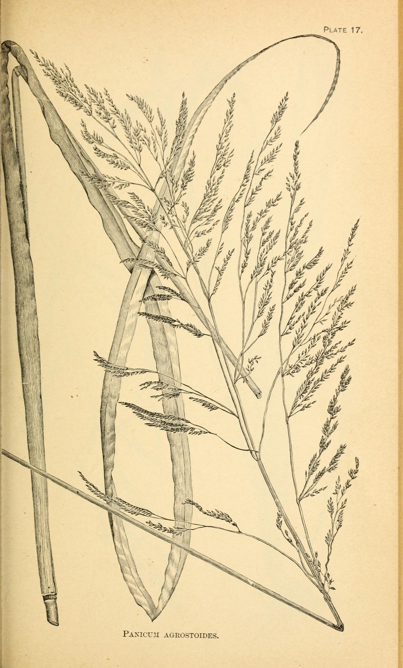 Lax Panicgrass photo 7