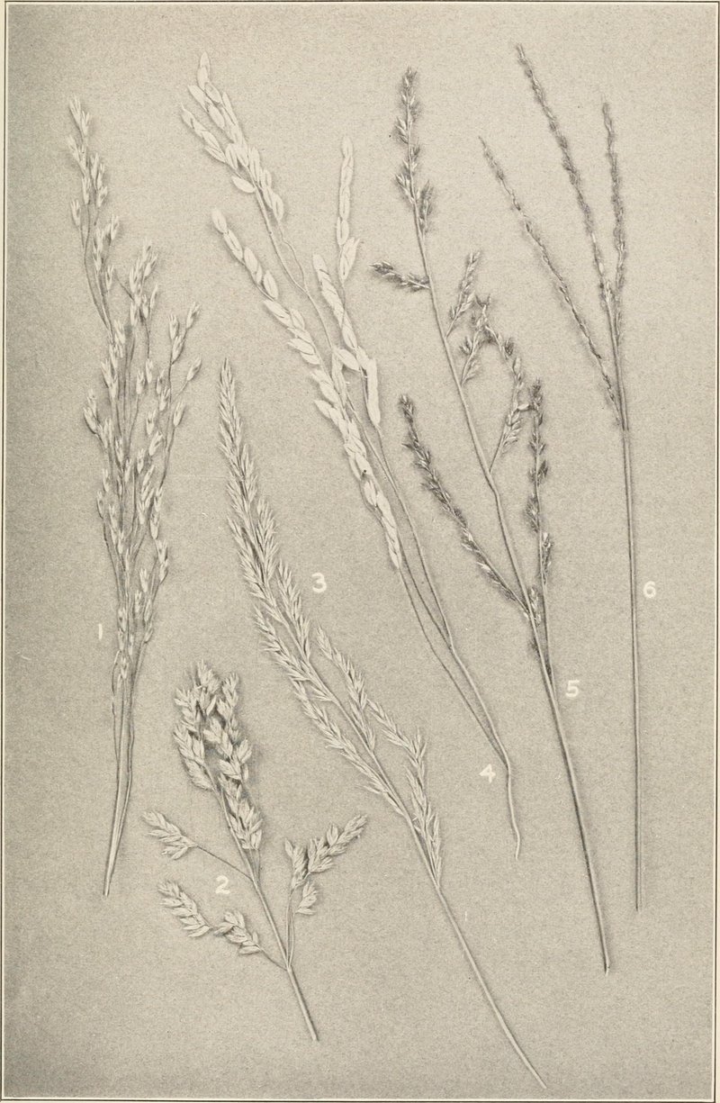 Lax Panicgrass photo 8