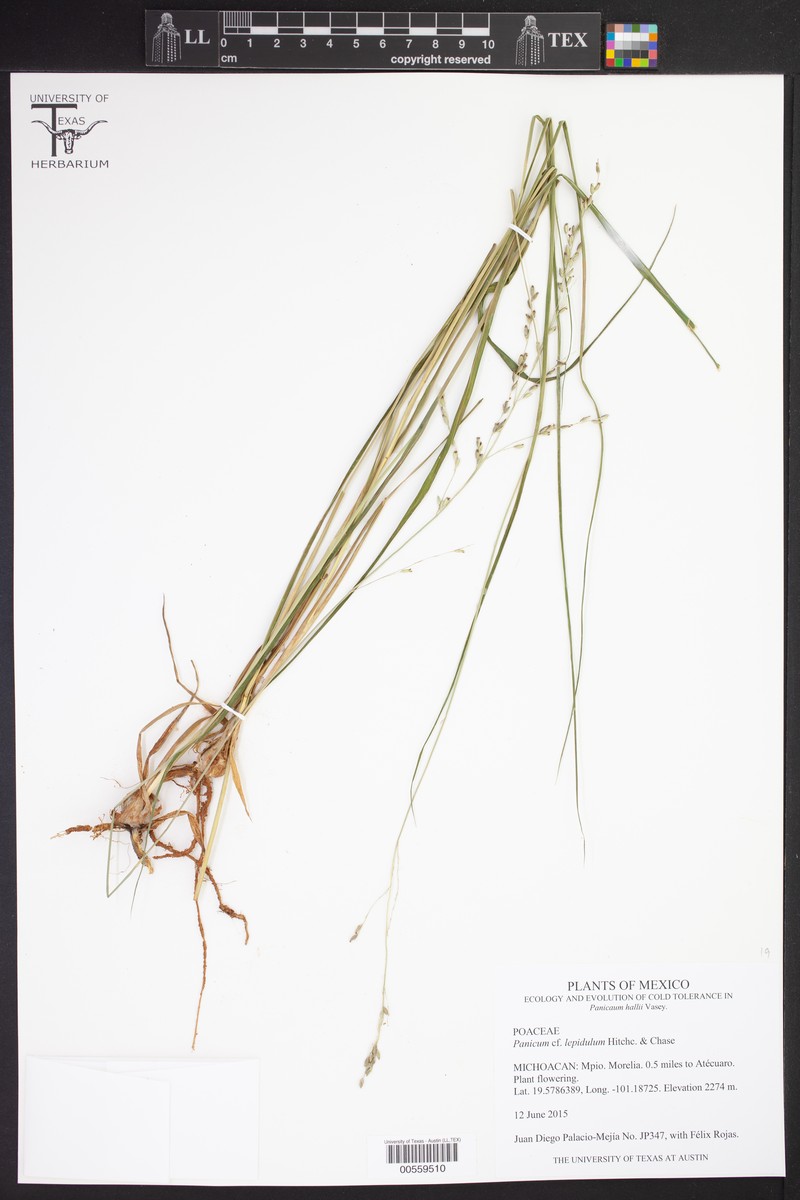 Panicum lepidulum