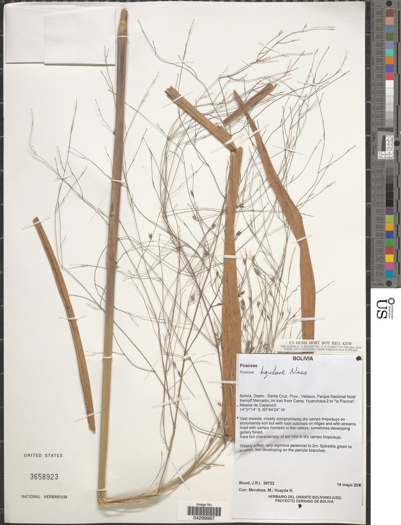 Panicum ligulare