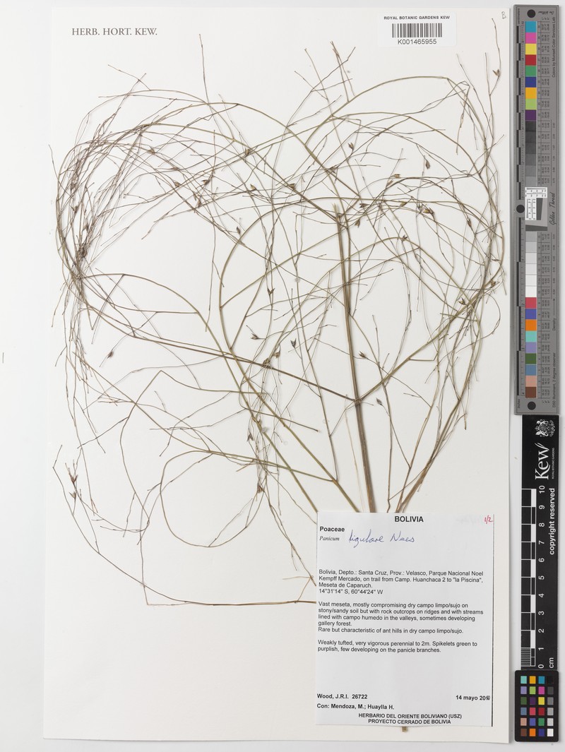 Panicum ligulare photo 2