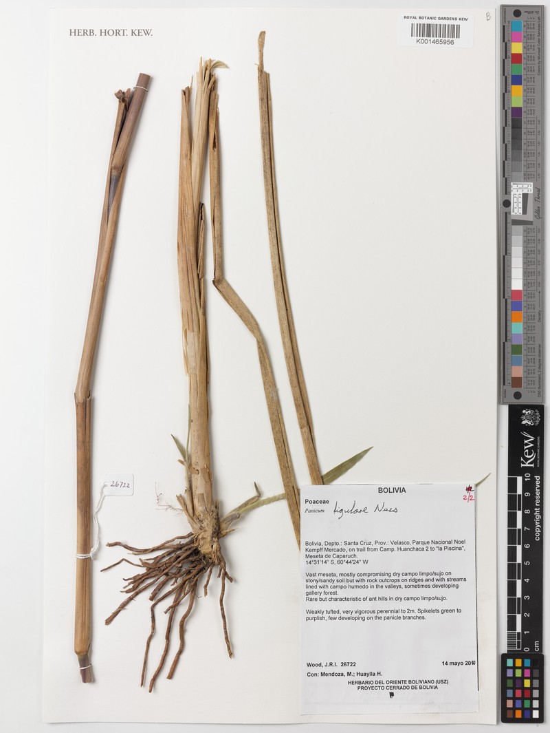Panicum ligulare photo 3