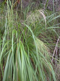 Kauai Panicgrass