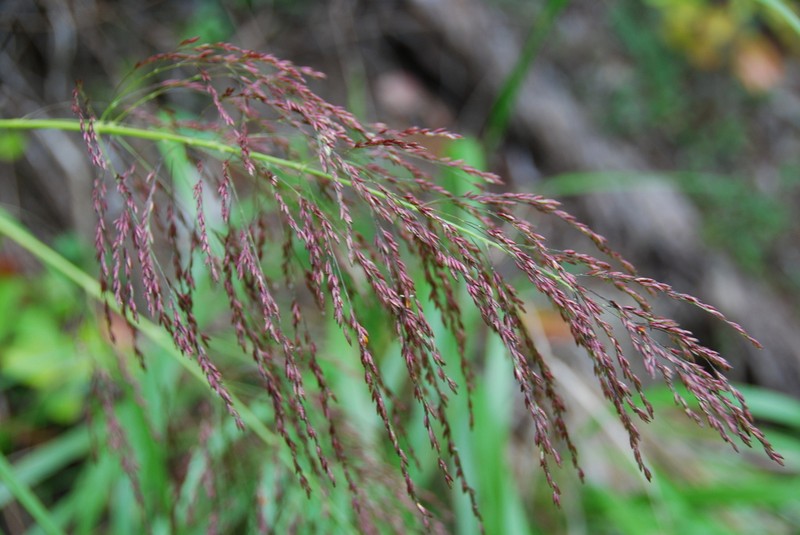 Kauai Panicgrass photo 2