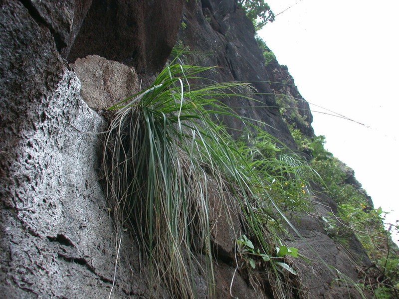 Kauai Panicgrass photo 3