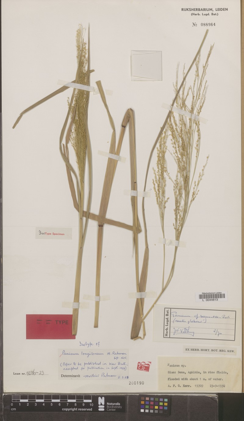 Panicum longiloreum