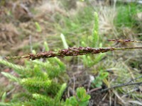 Longsheath Panicgrass
