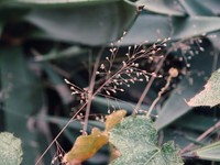 Panicum luridum