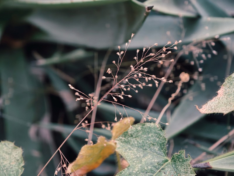 Panicum luridum