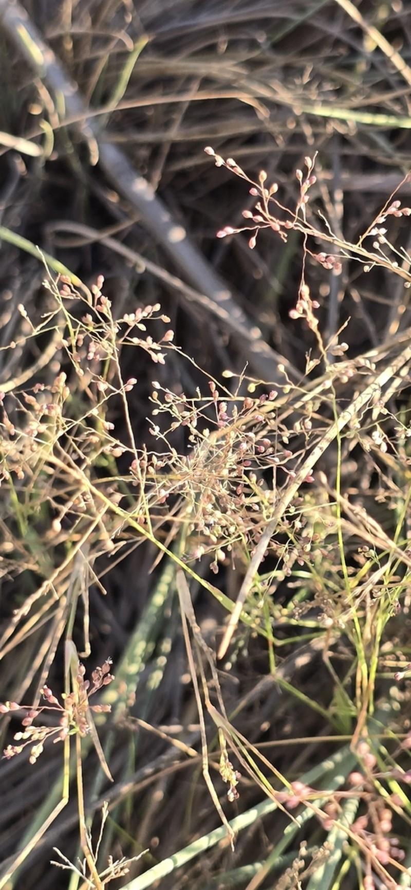 Panicum luridum photo 2