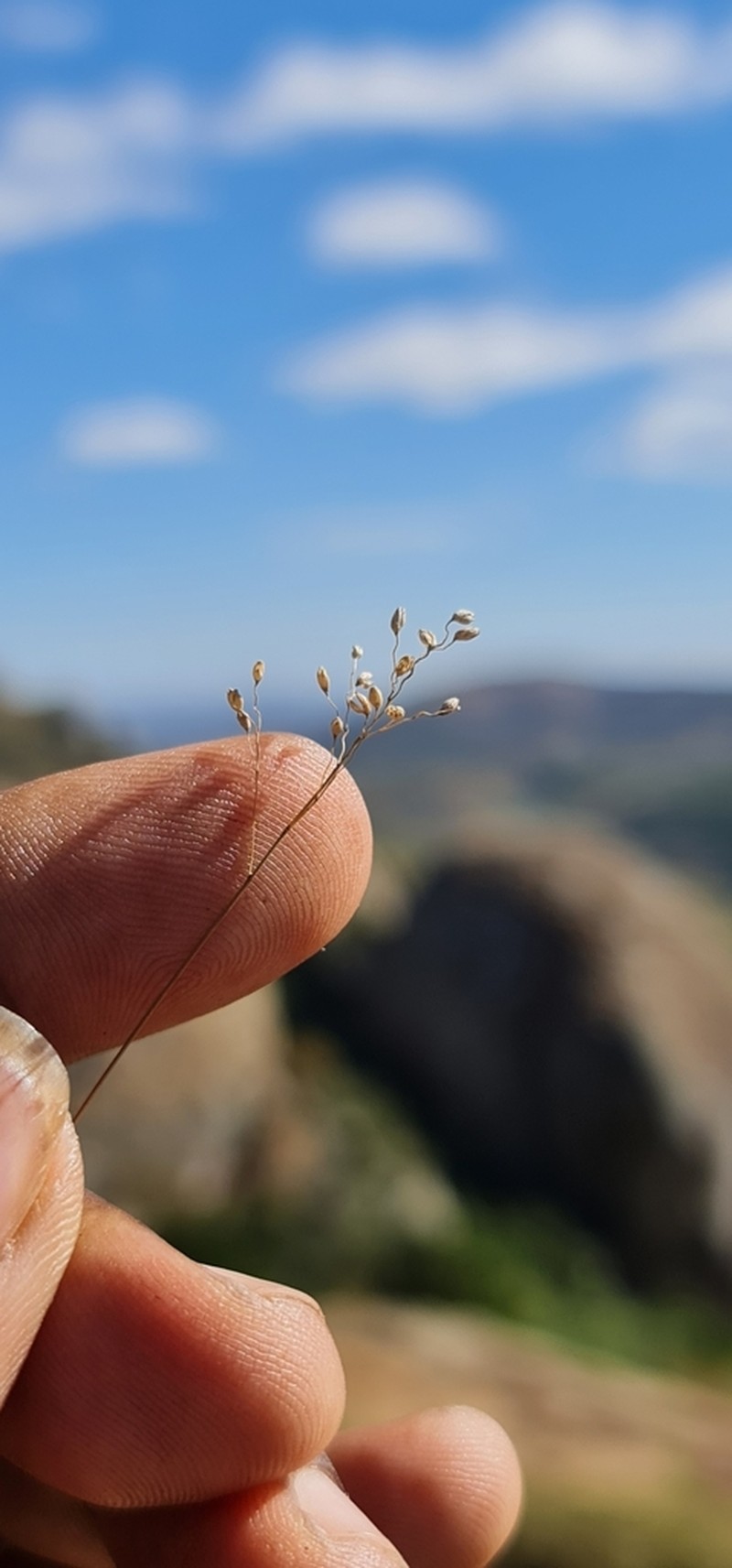 Panicum luridum photo 3