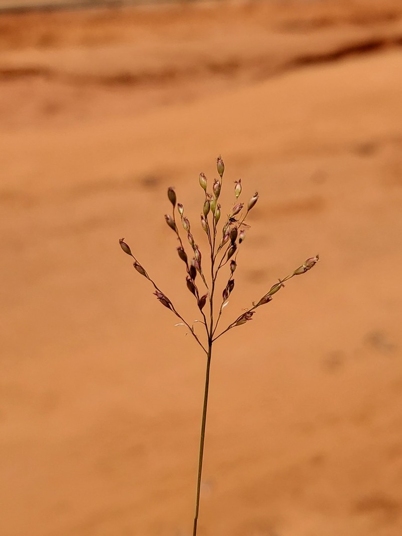 Panicum luridum photo 4