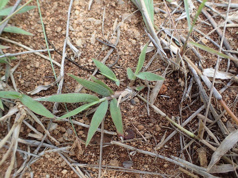 Panicum luridum photo 5