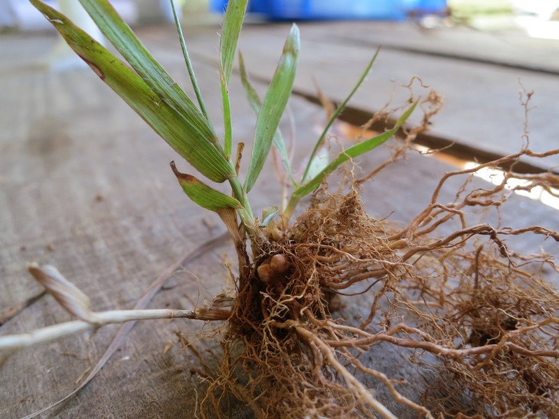 Panicum luridum photo 6