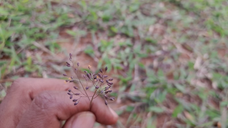 Panicum luridum photo 7
