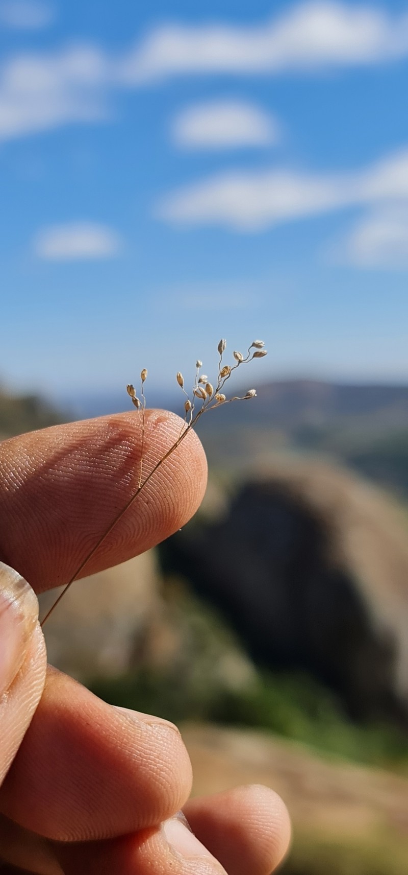 Panicum luridum photo 8