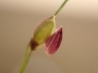 Luzon Panicgrass