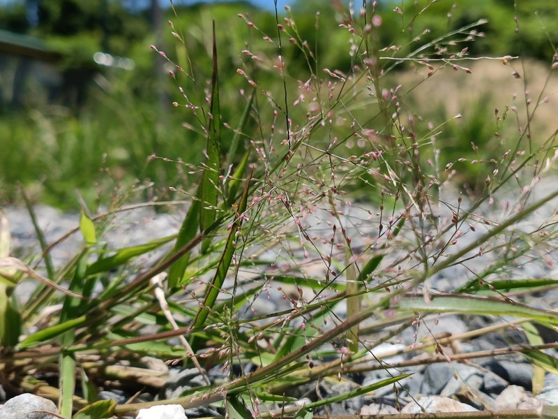 Luzon Panicgrass photo 2