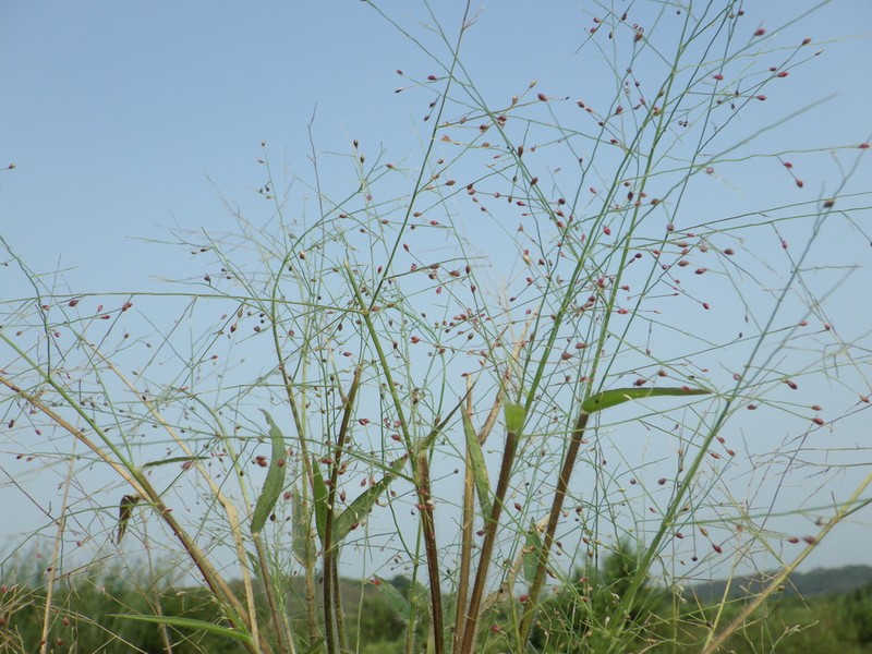 Luzon Panicgrass photo 3