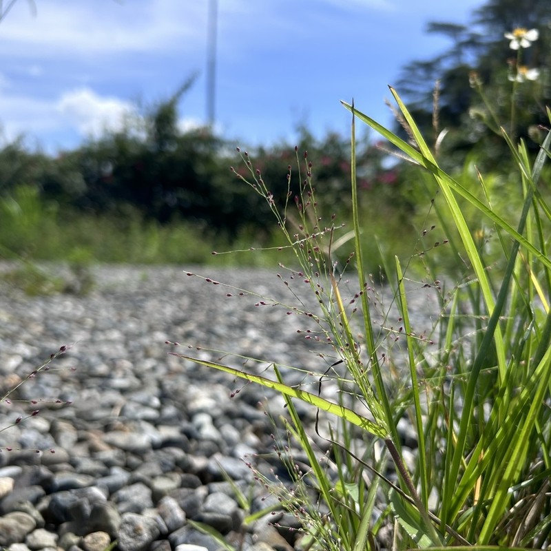 Luzon Panicgrass photo 4