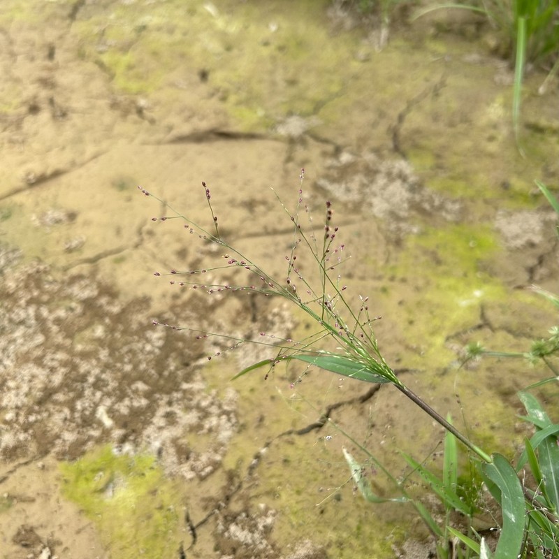 Luzon Panicgrass photo 5