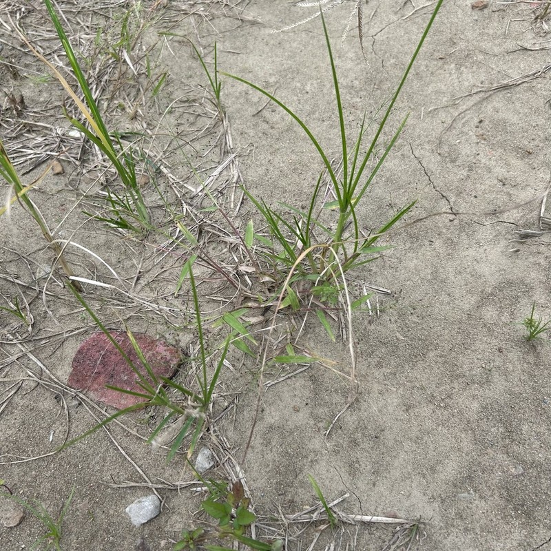 Luzon Panicgrass photo 6