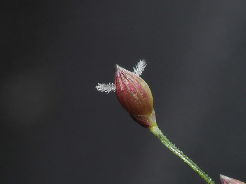 Luzon Panicgrass photo 7