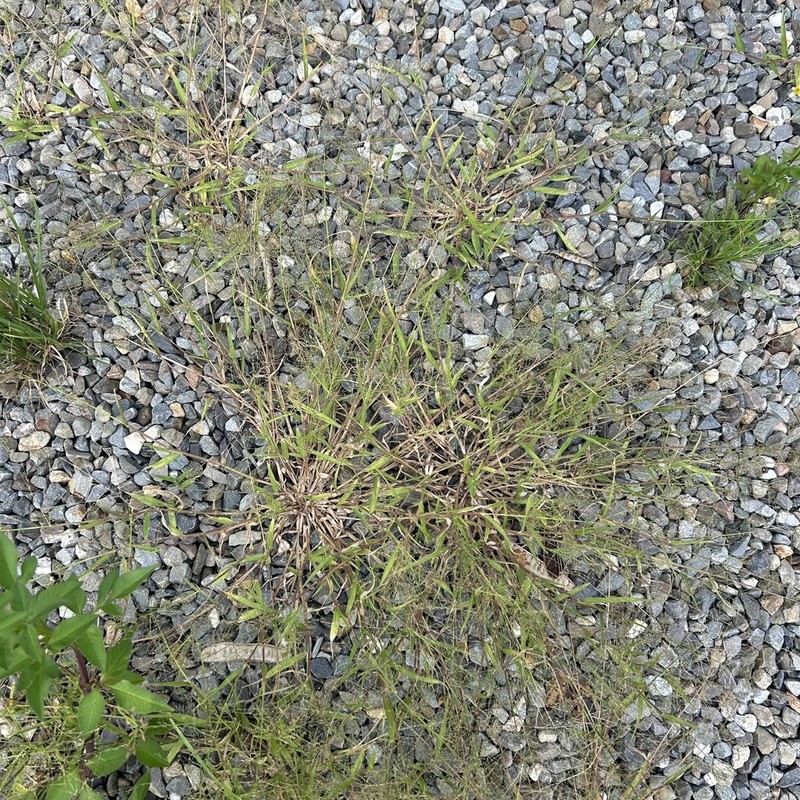 Luzon Panicgrass photo 8