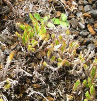 Panicum lycopodioides