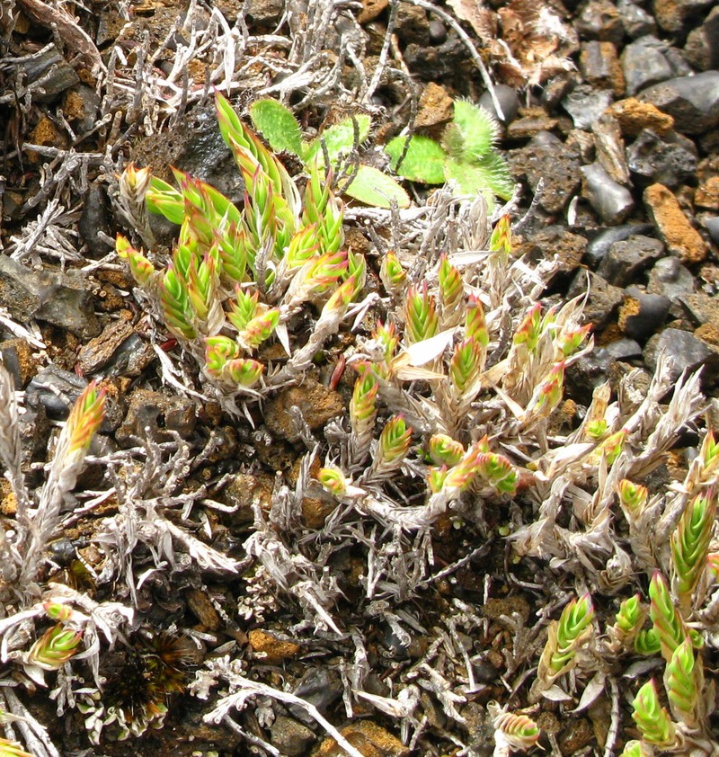 Panicum lycopodioides