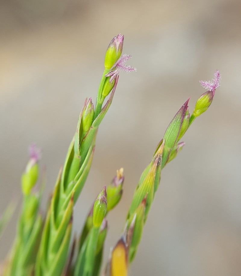 Panicum lycopodioides photo 2