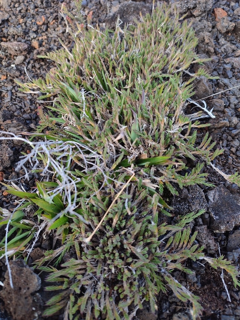 Panicum lycopodioides photo 3
