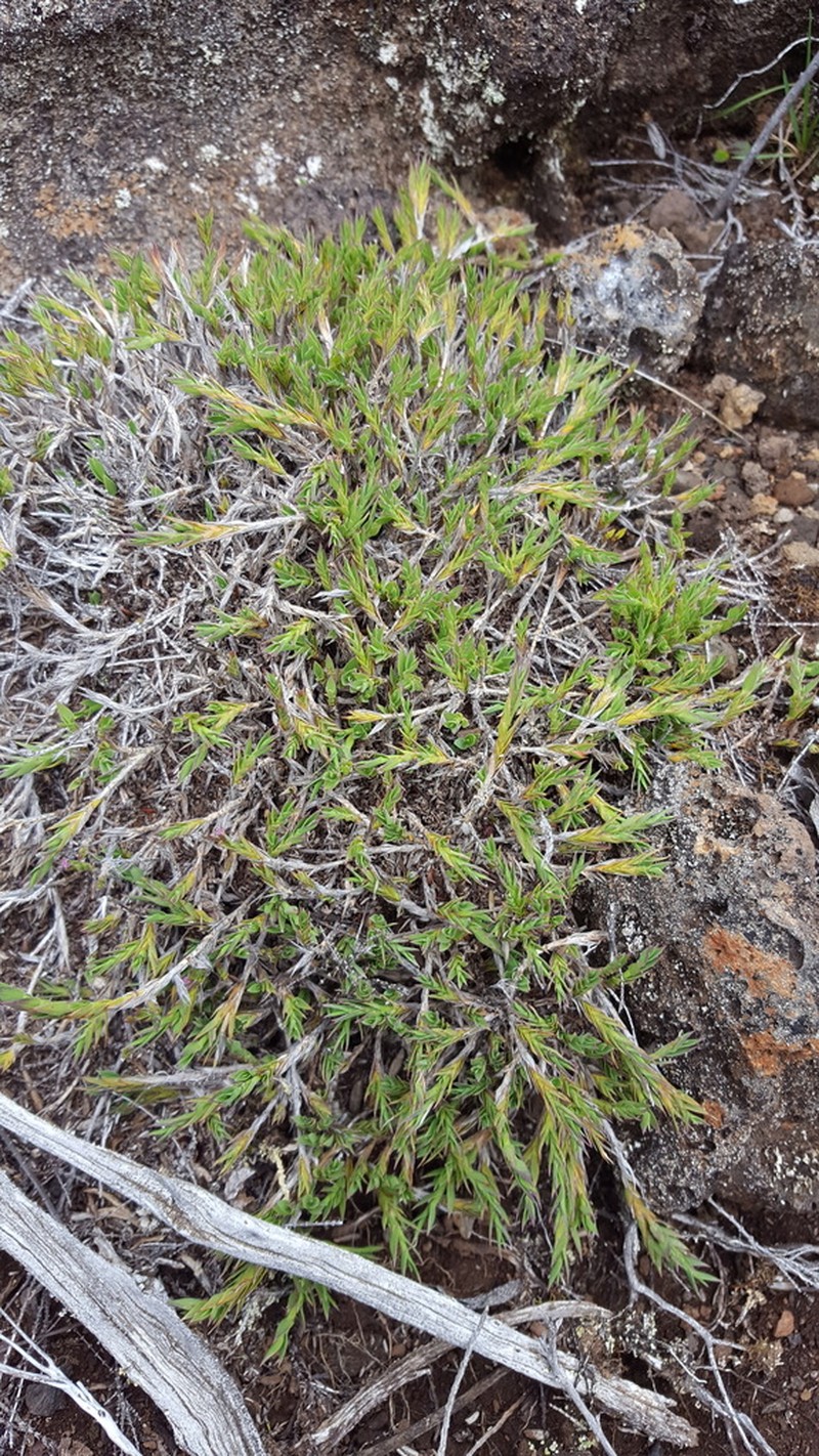 Panicum lycopodioides photo 4