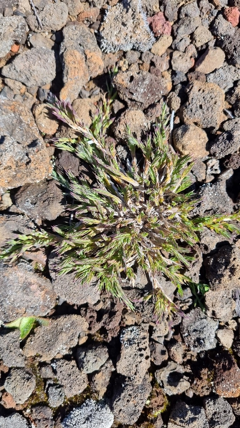 Panicum lycopodioides photo 5