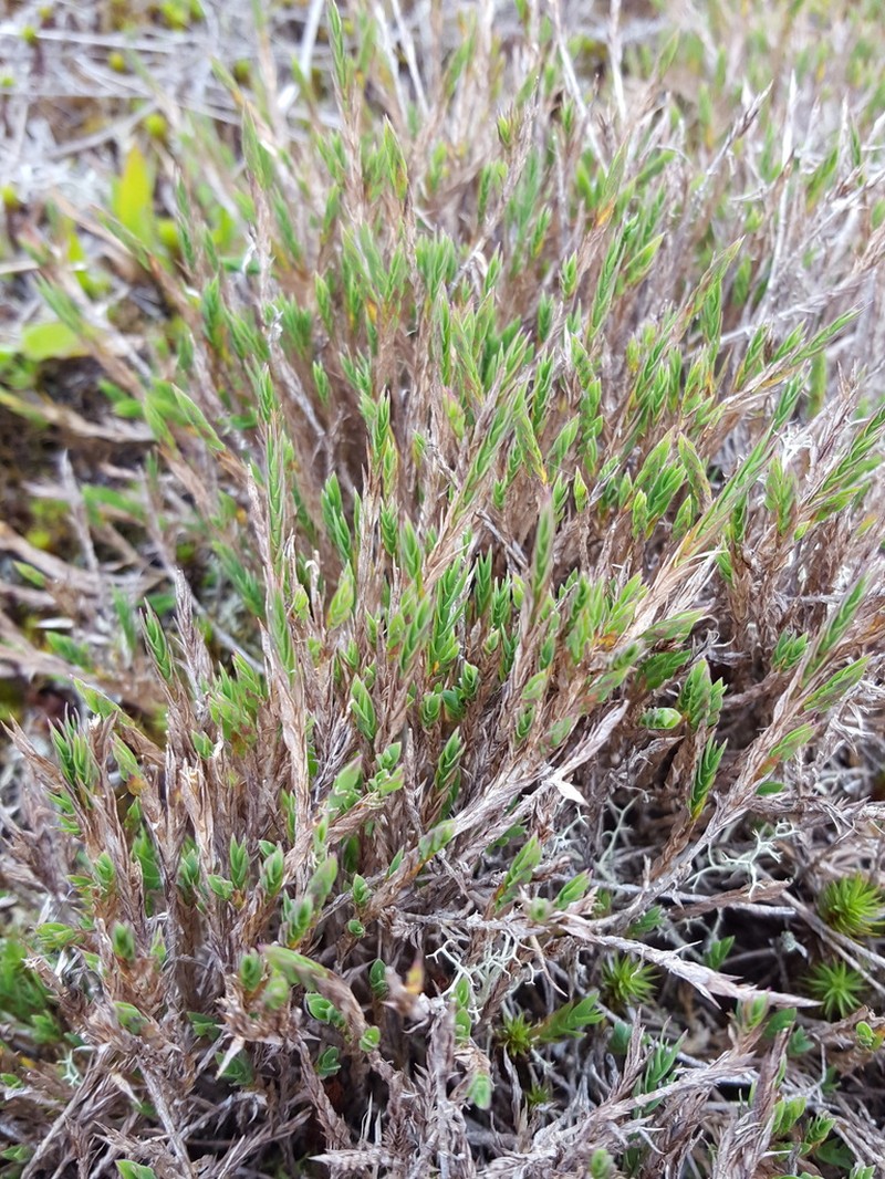Panicum lycopodioides photo 6
