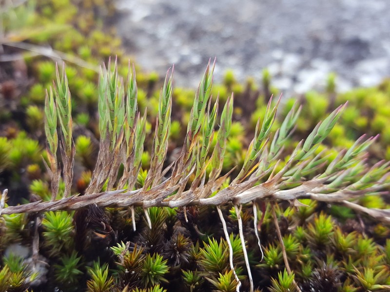 Panicum lycopodioides photo 7