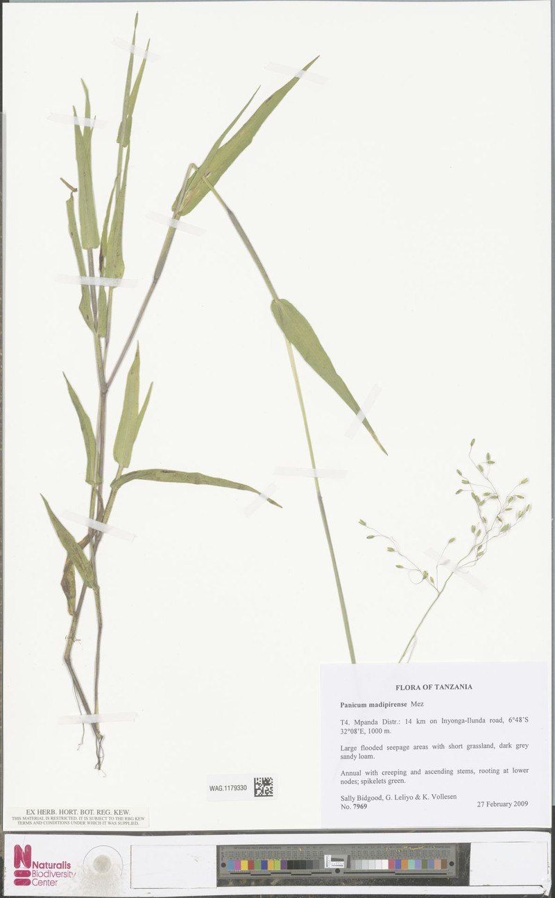 Panicum madipirense