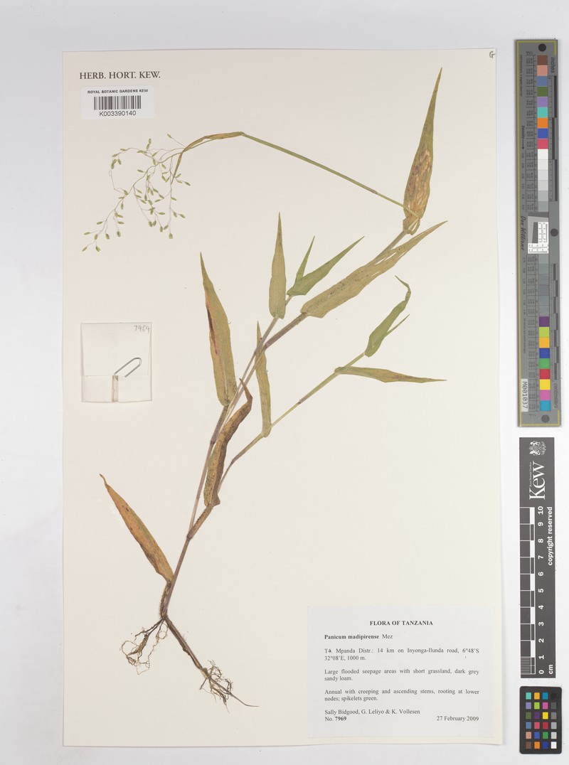 Panicum madipirense photo 2