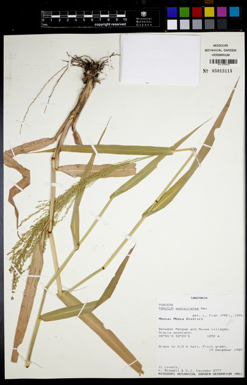 Panicum madipirense photo 3