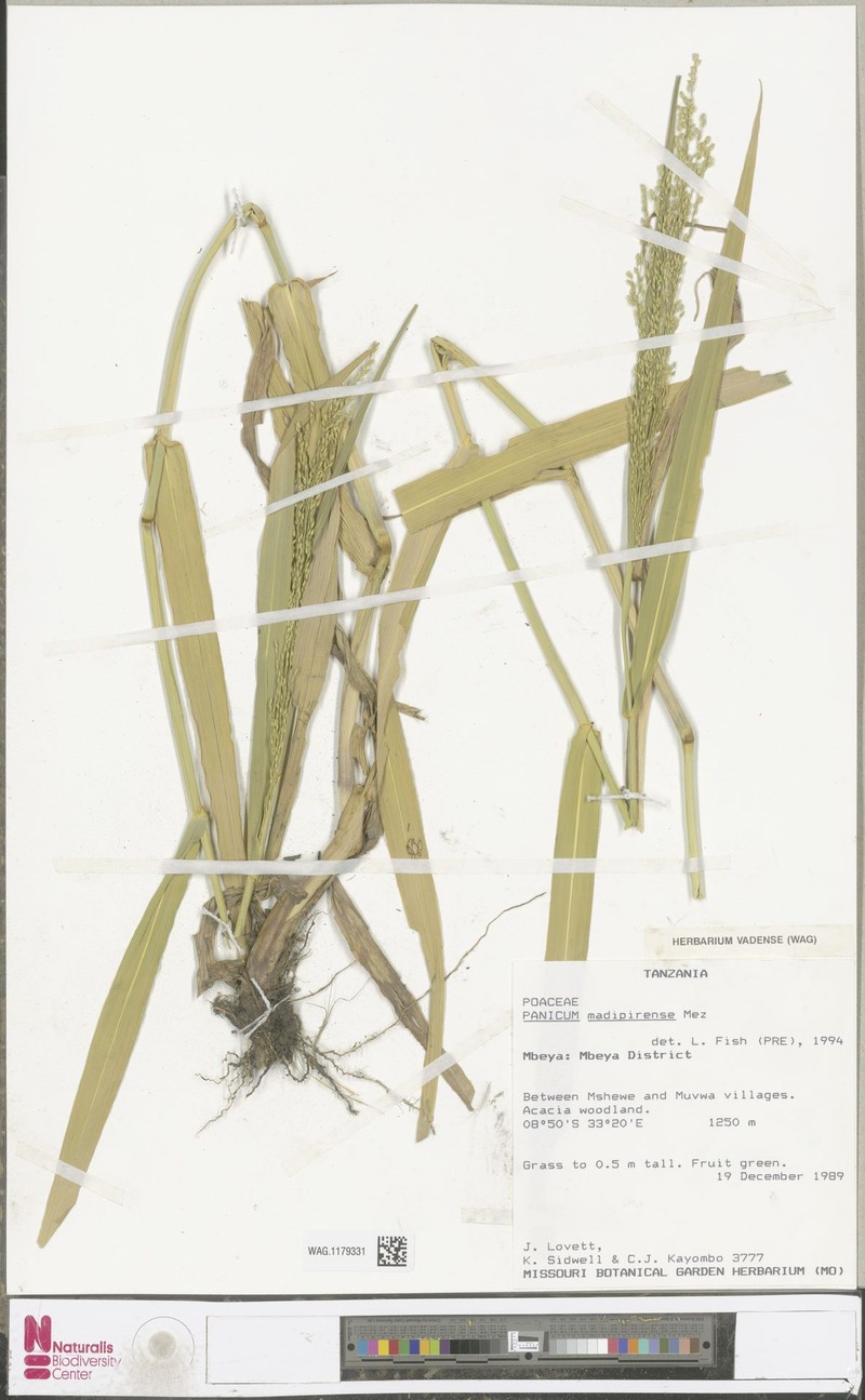 Panicum madipirense photo 4