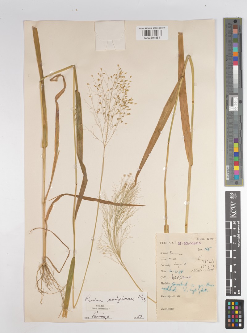 Panicum madipirense photo 5