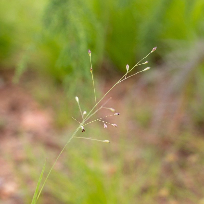 Panicum majusculum